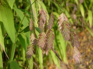 100 RIVER OATS GRASS Uniola Latifolia Seeds *Comb S/H