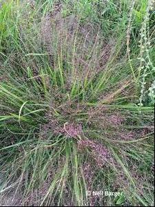 Eragrostis spectabilis PURPLE LOVE GRASS Graminée Godet de 9 cm 