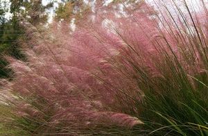 Muhlenbergia sericea (Sweetgrass or Dune Hairgrass) SKU-MUHSER