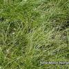 Carex albicans
