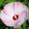 Hibiscus moscheutos 'Disco Belle Pink'