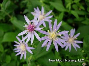 A great naturalizer for shaded areas, blue wood aster brightens up shady spots and attracts pollinators. 