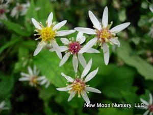 White wood aster forms a nice groundcover for woodland areas. 