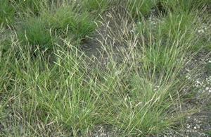 Poverty oat grass is a cool season bunch grass, it has shown promise for use as a turf grass. 