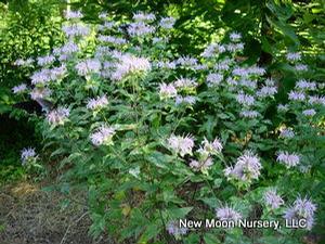Wild bergamot offers a variety of benefits such as soil stabilization, fragrant flowers, and food source for butterflies and hummingbirds. Drought tolerant.