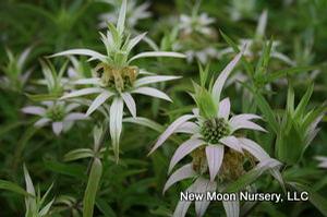 Drought tolerant perennial, horsemint is good for rain gardens, restoration, meadow plantings, or use in the ornamental garden. 