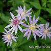 Blue wood aster