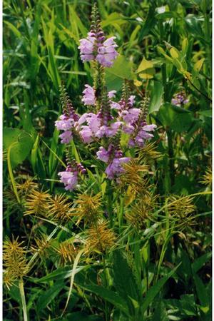 Obedient plant spreads by rhizomes and forms colonies, an attractive soil stabilizer.
Jennifer Anderson @ USDA-NRCS PLANTS Database