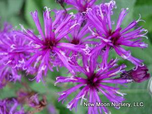 New York ironweed is for wet areas, naturally found in wet meadows and fields. Attracts pollinators. 