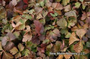 An evergreen groundcover, barren strawberry tolerates a wide range of soils. Good soil stabilizer. 