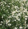 Thousand-flowered aster