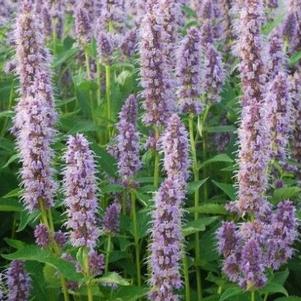 Blue Fortune anise hyssop