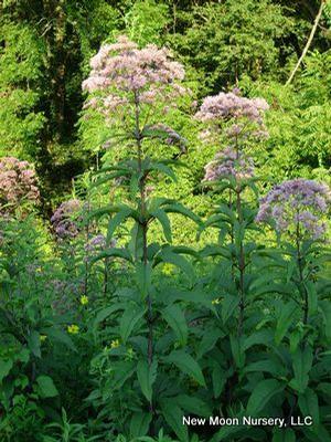 Joe pye weed is loved by butterflies and other pollinators. Good choice for conservation and restoration projects. 