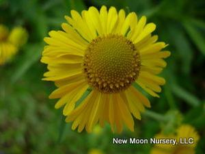 For wet spaces, common sneezeweed is found along stream banks, in wet meadows and other wetland areas. 