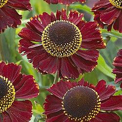 Helena Red Shades common sneezeweed