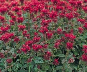 Rhizomatous, bee balm provides soil stabilization and other benefits to wildlife.