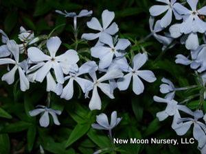 Woodland phlox makes an excellent groundcover, provides soil stabilization, and attracts birds, bees, and butterflies. 