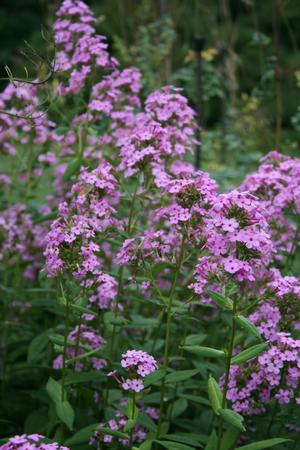 Excellent bird and butterfly plant, rhizomatous and fragrant perennial. 