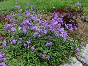 A fragrant groundcover, creeping phlox provides soil stabilization. 