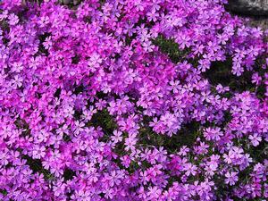 Forms dense carpets, helps stabilize soil and does well in poor and sandy soils. 