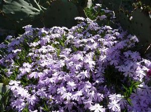 Moss phlox forms dense carpets, helps stabilize soil and does well in poor and sandy soils. 
