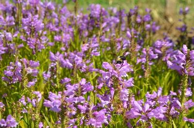 Obedient plant spreads by rhizomes and forms colonies, an attractive soil stabilizer. 