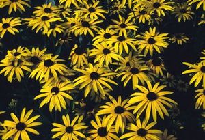 Black-eyed Susan is a good perennial choice for butterflies and other pollinators, naturalizing, and rain gardens. 