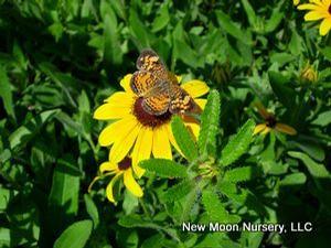 Drought tolerant, sweet black-eyed Susan is naturalizing and attracts pollinators. 