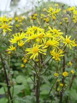 Underused, golden ragwort can be used as a groundcover and for soil stabilization.