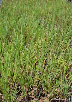 Big bluestem is a warm season grass with fibrous roots, excellent for soil stabilization and erosion control.