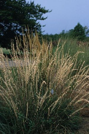 A warm season grass, sideoats grama is extremely drought tolerant and useful for erosion control and soil stabilization.