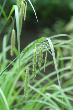 Fringed sedge is suited for shaded wetlands. 
