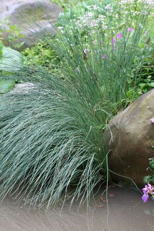 A wetland species, tussock sedge is also a nice choice for the ornamental water garden.
