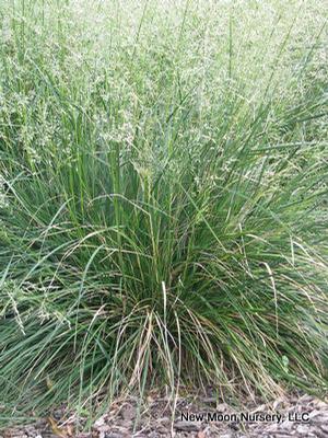 For moist to wet locations, tufted hairgrass is a cool season, clump forming grass. 