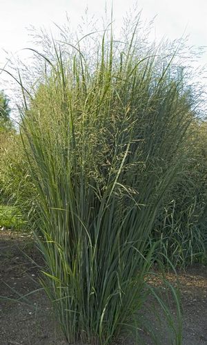 'Northwind' switch grass is drought tolerant, upright, and good for soil stabilization.