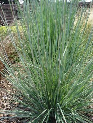 Little bluestem is a warm season grass, good choice for soil stabilization. Drought tolerant. 
