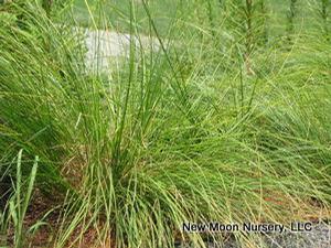 Prairie dropseed is a warm season, ornamental grass found in prairies and meadows. 