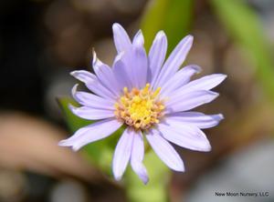 Smooth blue aster is a good perennial for meadows, rain gardens, attracting pollinators, or use as a landscape ornamental. Attracts pollinators. 
