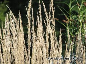 'Karl Foerster' reed grass is a cool season ornamental grass. 