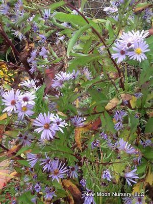 A soil stabilizer, purple stemmed aster is a great naturalizer plant for moist areas.