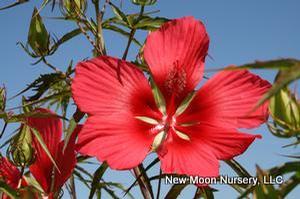 Scarlet rose mallow is found in wetlands and along pond and stream edges. 