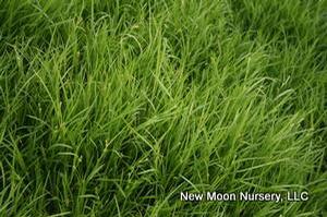 Creek sedge is compact, excellent for woodland areas and shade gardens. 