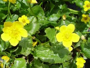 Marsh marigold is a perennial for wet spaces like wetlands and water gardens. 