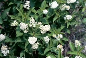 New Jersey tea is a small shrub with ornamental, fragrant flowers. Benefits pollinators, drought tolerant. 
