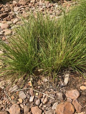 Carex divulsa - grassland sedge from New Moon Nurseries