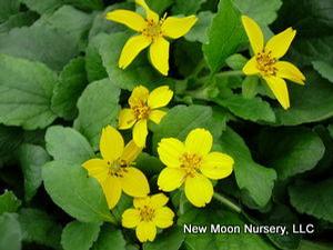 Golden star is a good woodland groundcover.