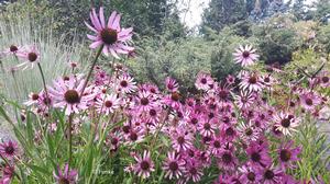 Tennessee coneflower is very tough perennial, tolerating drought, heat, humidity, and poor soils. 