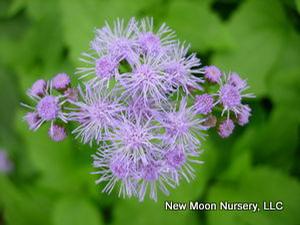 Mistflower can be found along creek banks and natural meadows. Spreads by rhizomes, good soil stabilizer. 