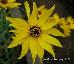 Swamp sunflower can be found in wetland and swampy areas.