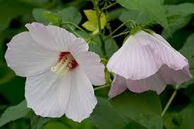 For wet spaces, swamp mallow is naturally found in wetlands.